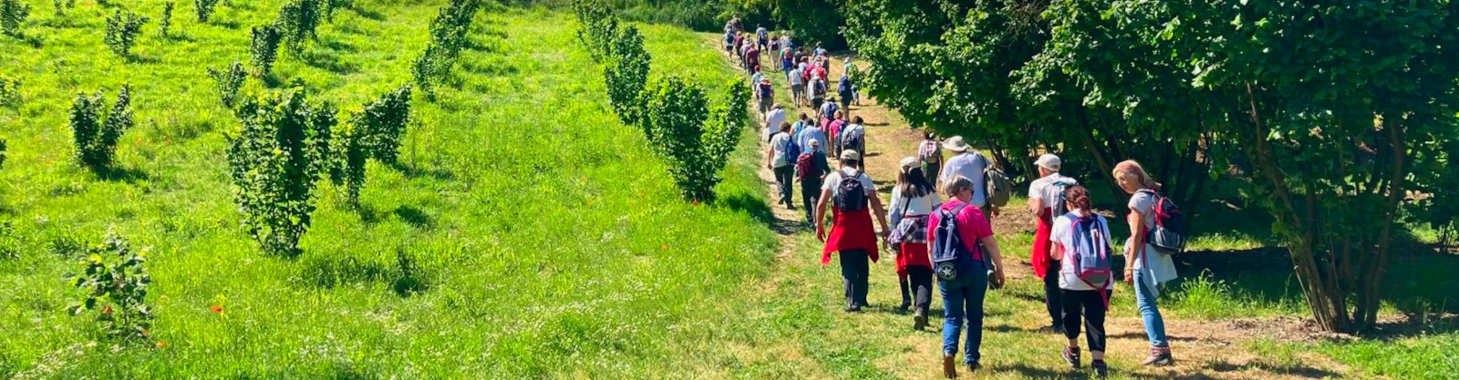 Il cammino degli alberi monumentali
